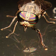 Illustration for article titled Shooting Challenge: Bugs Gallery (Part 1)